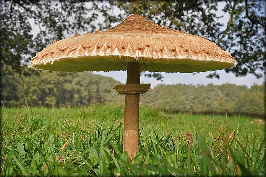 parasol_mushroom_ciuperci